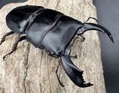 【WD】《スマトラオオヒラタ ベンクール産 84.5mm ペア》