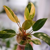 フィロデンドロン・レッドコンゴ / Philodendron Red Congo⑤