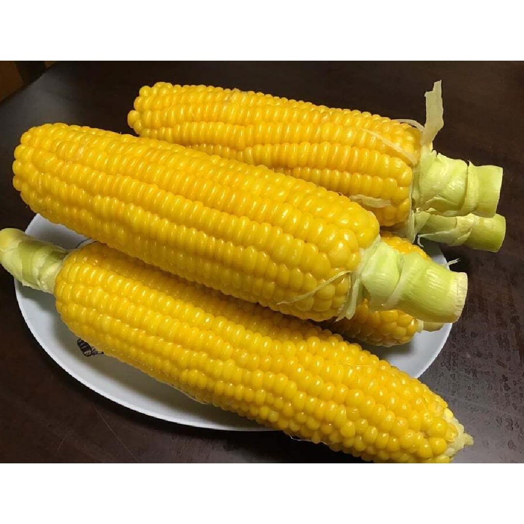 【送料半額】朝採れとうもろこしピクニックコーン3kg(10~15本程度)《お中元・夏ギフトに》