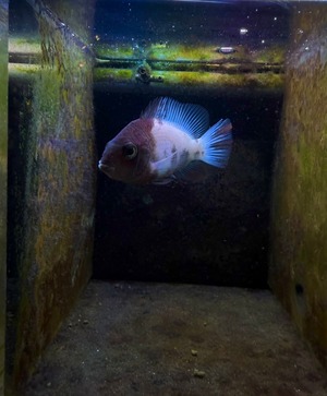 ヴィエジャ・フェネストラータス（ホワイトマーブル）