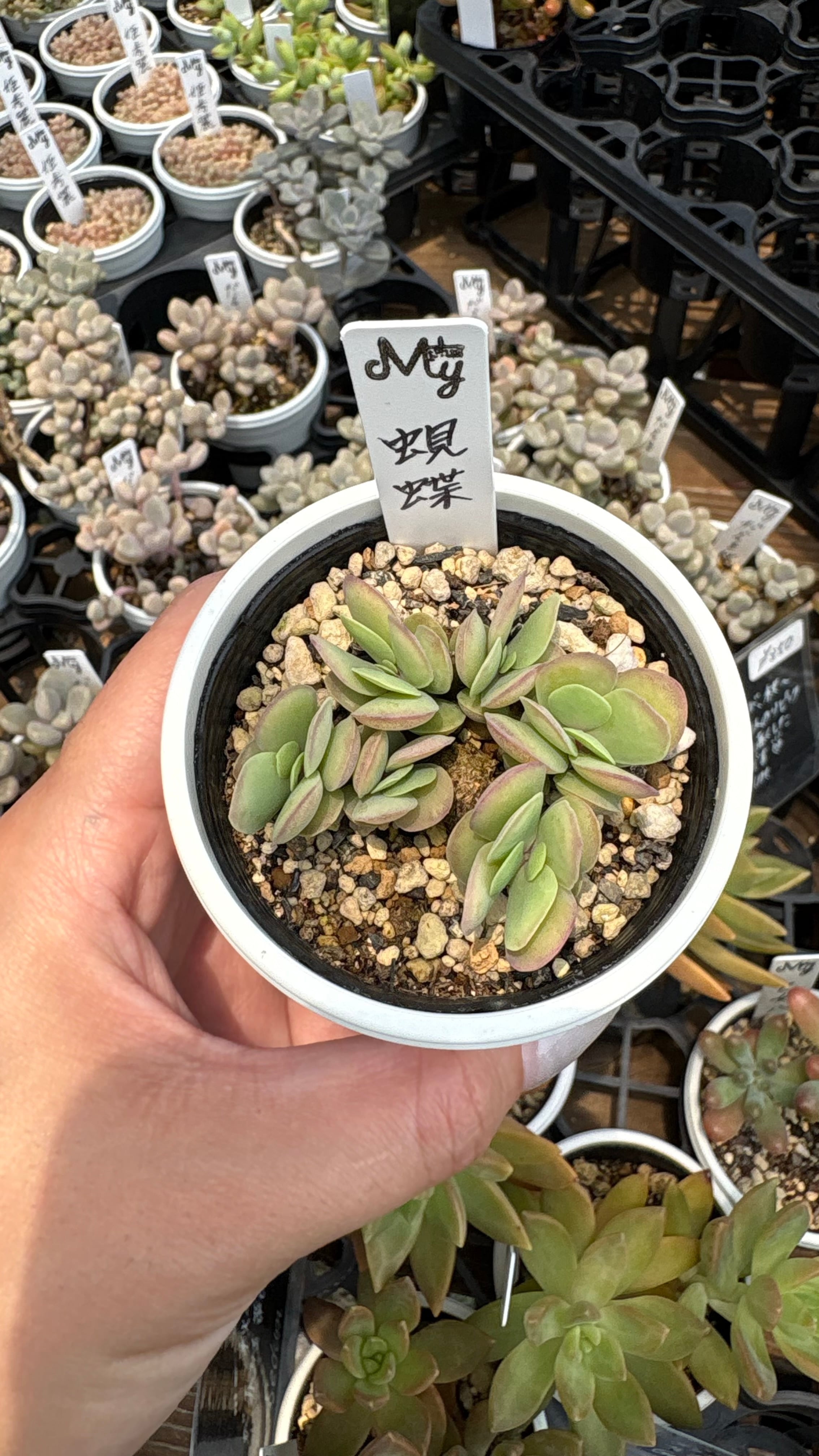 パンダうさぎ 多肉植物 カランコエ 安心の生産ポットそのまま販売（8