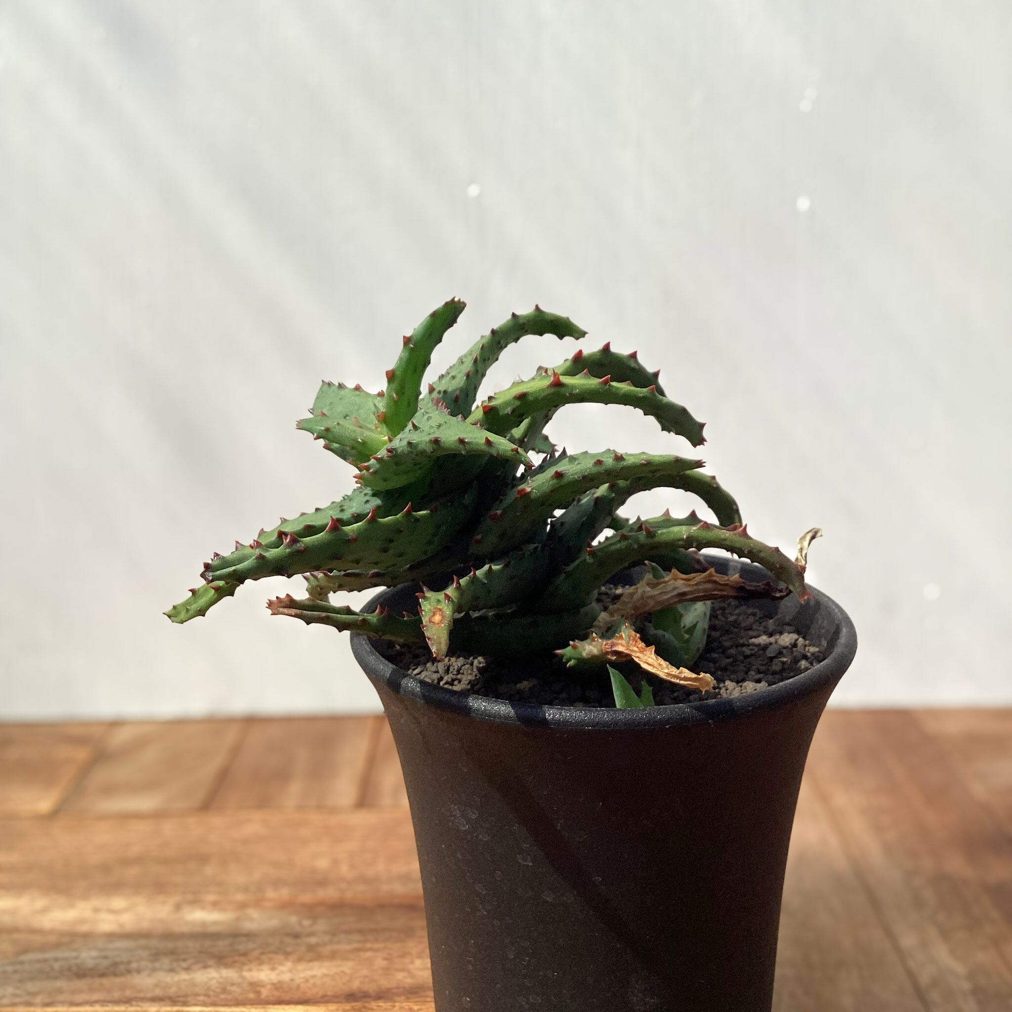 Aloe castilloniae 【アロエ・カスティロニアエ】 | RIMO'S GREEN