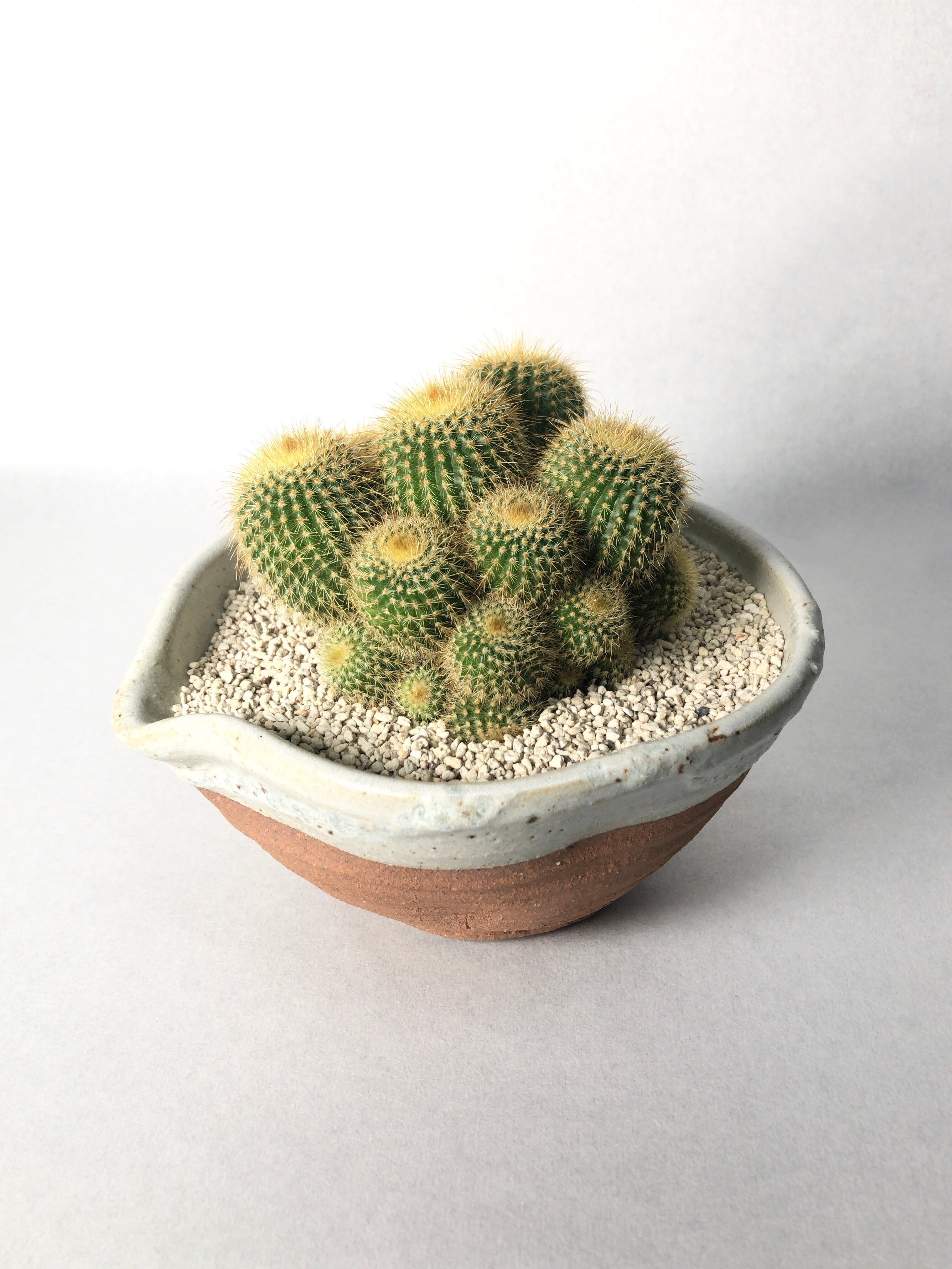 エリオカクタス・金晃丸群生 | trigger