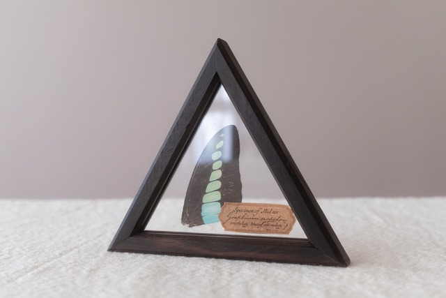 空中標本 - アオスジアゲハの翅 × 銘木 黒檀