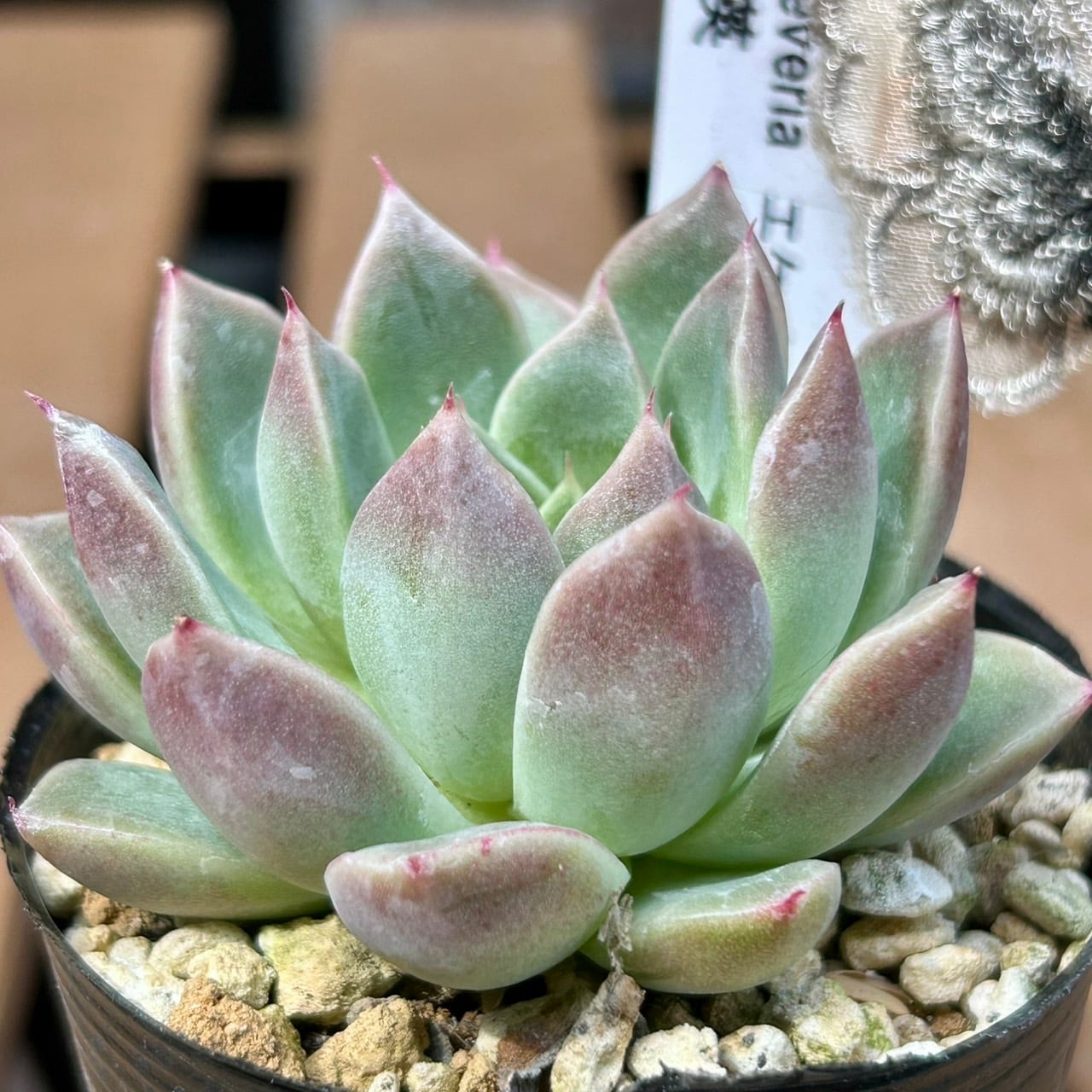 石英(エケベリア) | RuPo 多肉植物専門店