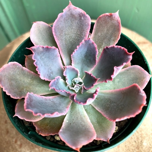 ネオンブレーカーズ Echeveria 'Neon Breakers'