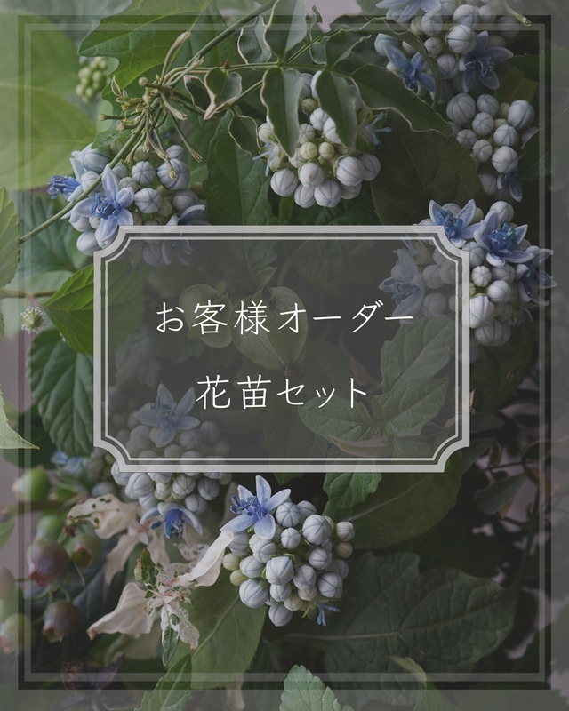【お客様オーダー花苗セット】アジサイ＋バスケット