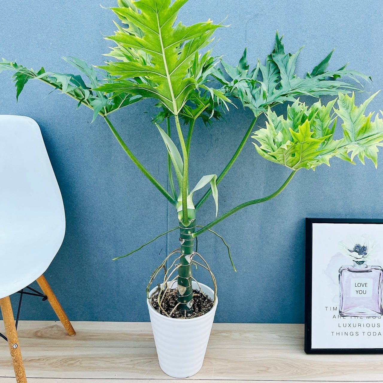 現品］12番 フィカス ウンベラータ 観葉植物 室内 大型 ゴムの木 人気