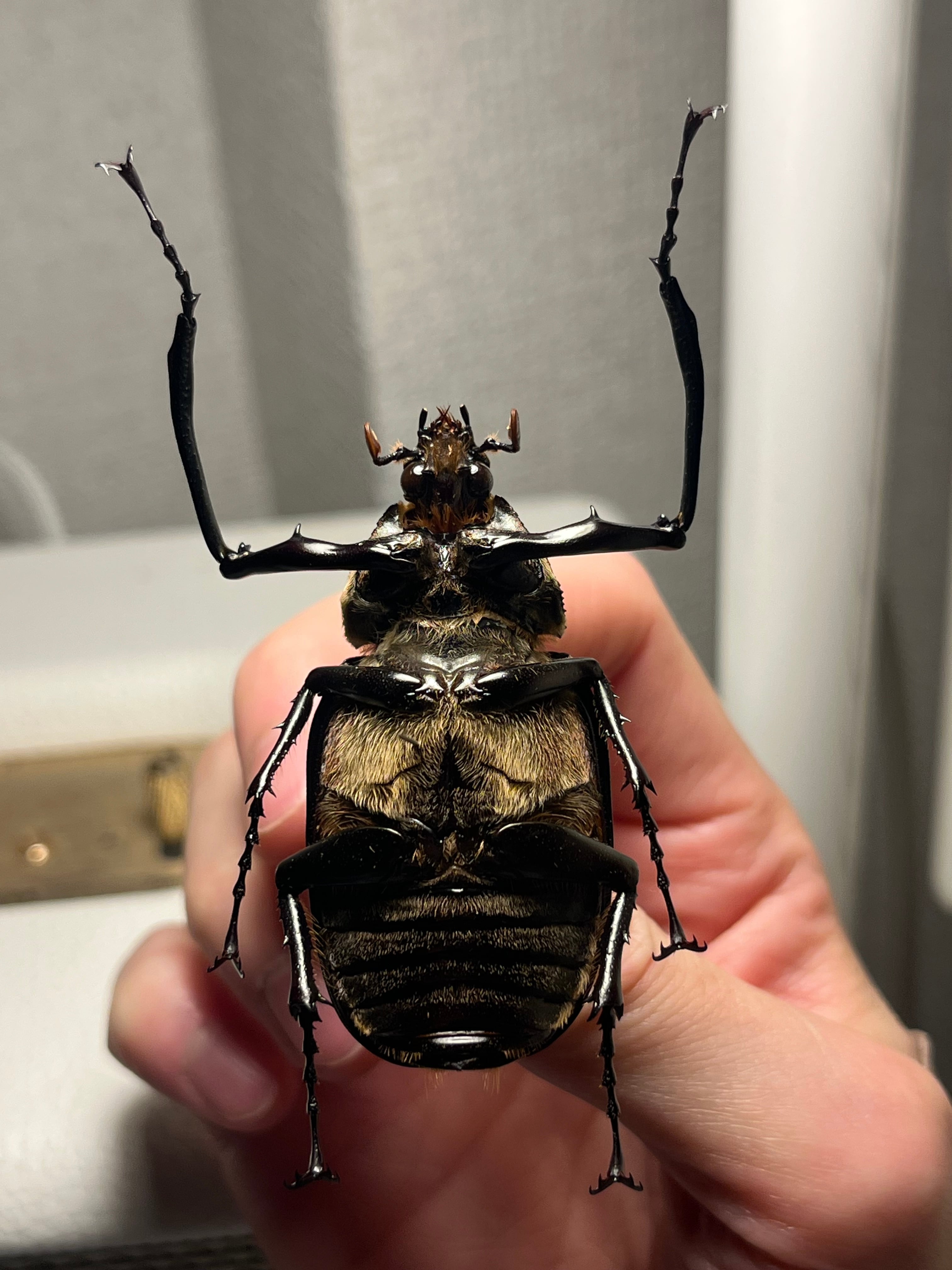 手長黄金最高峰】セスジドウナガテナガコガネ ♂標本 プラチナコガネ
