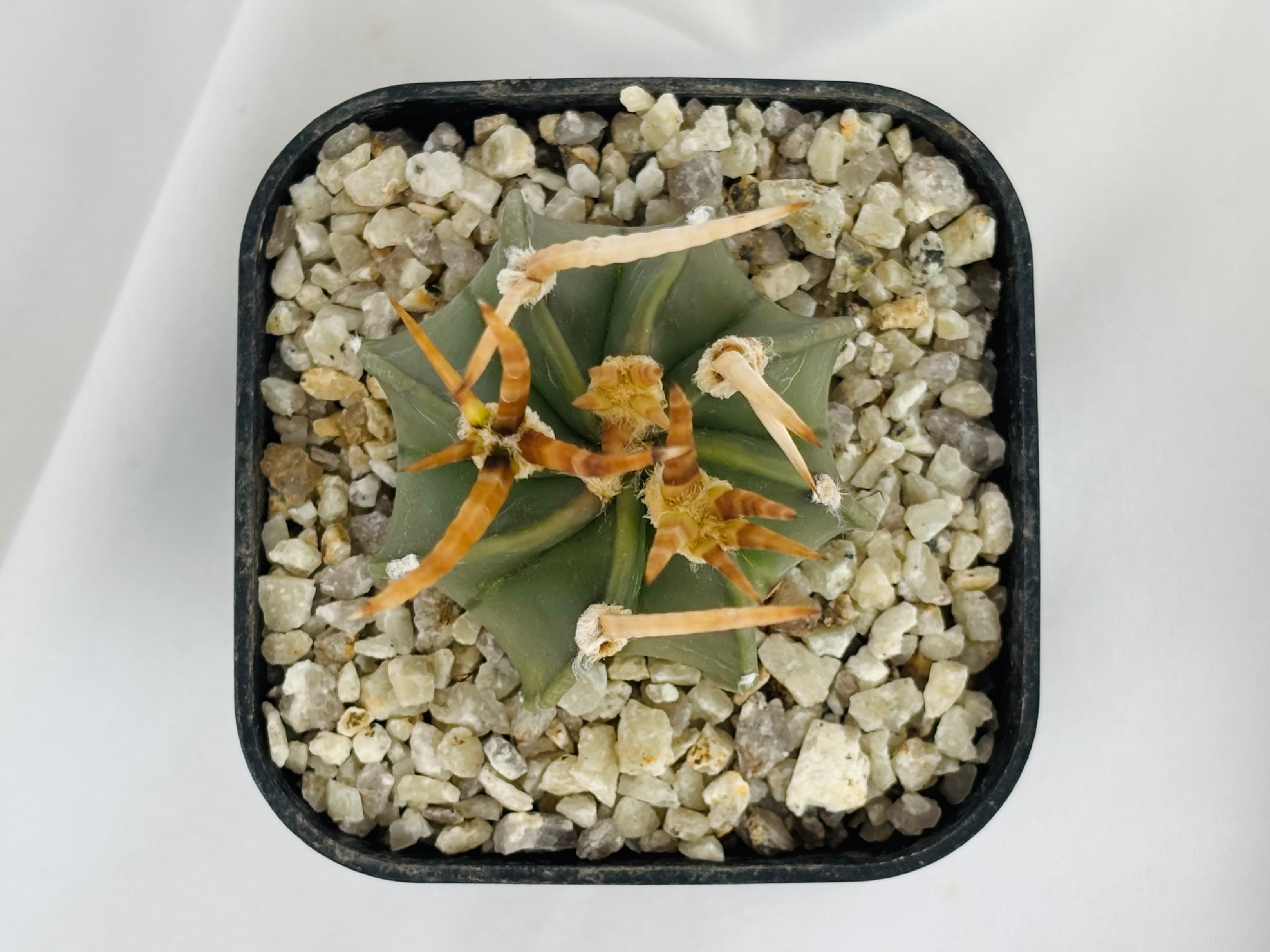 サボテン　アストロフィツム　水牛大鳳玉　実生苗 Astrophytum capricorne v. crassispinum アストロフィツム 水牛大鳳玉