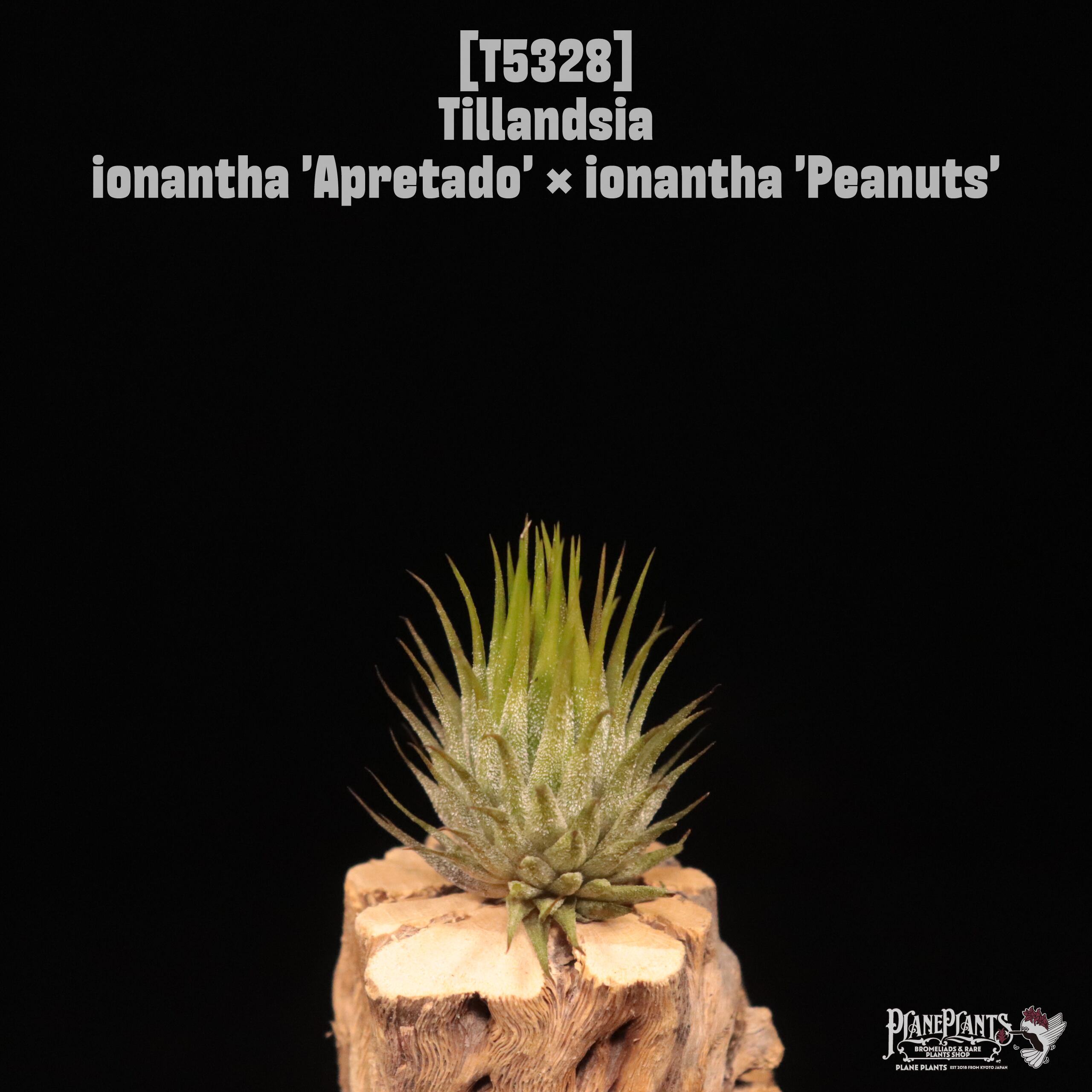 送料無料】ionantha 'Apretado' × ionantha 'Peanuts'〔エアプランツ