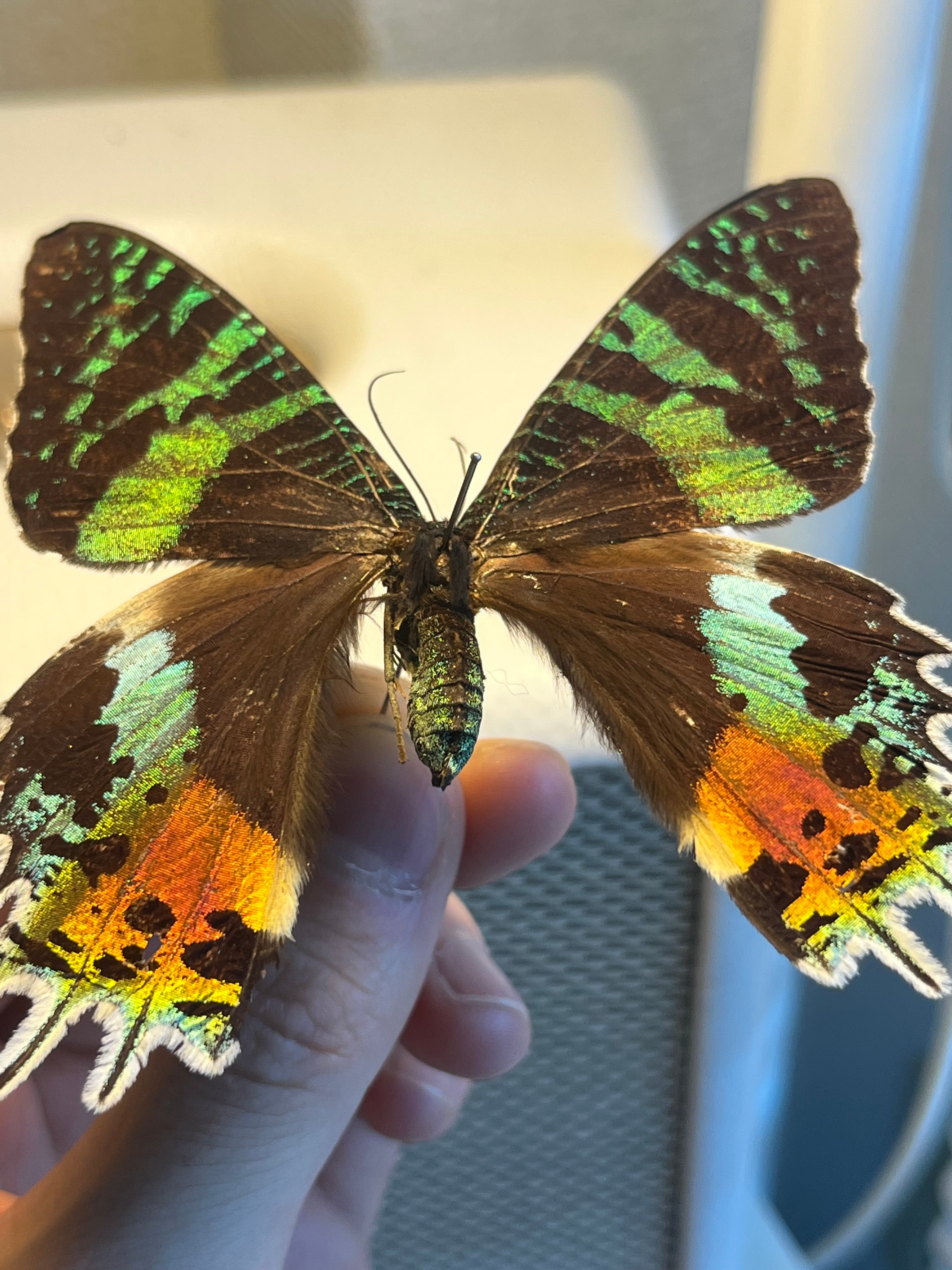 ニシキツバメガ Chrysiridia rhipheus 標本 蝶 外国産蝶標本 ニシキ