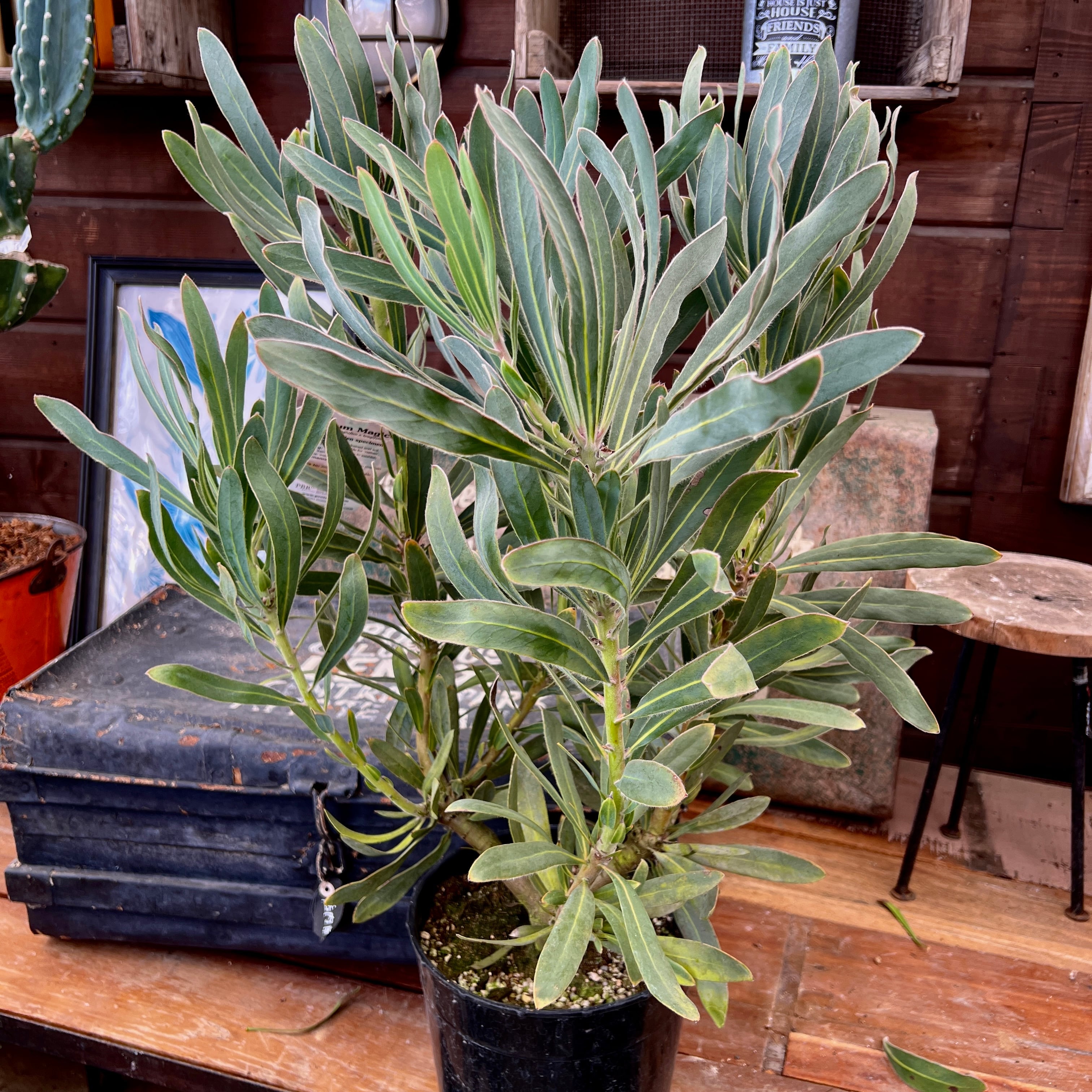 プロテア ポッサムマジック（5本立ち） | 沼ノ上農園