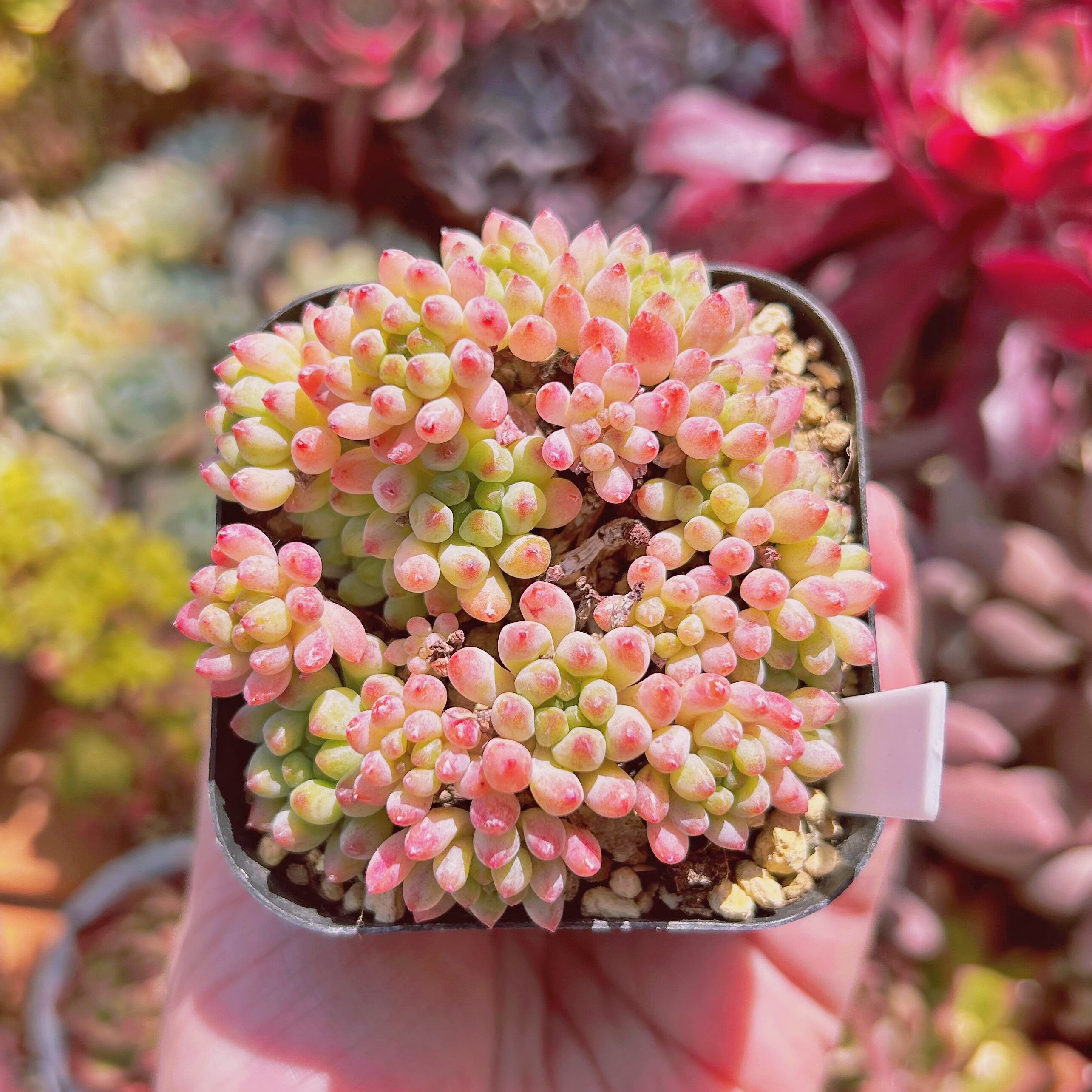 #237現物　多肉植物　花火　抜き苗