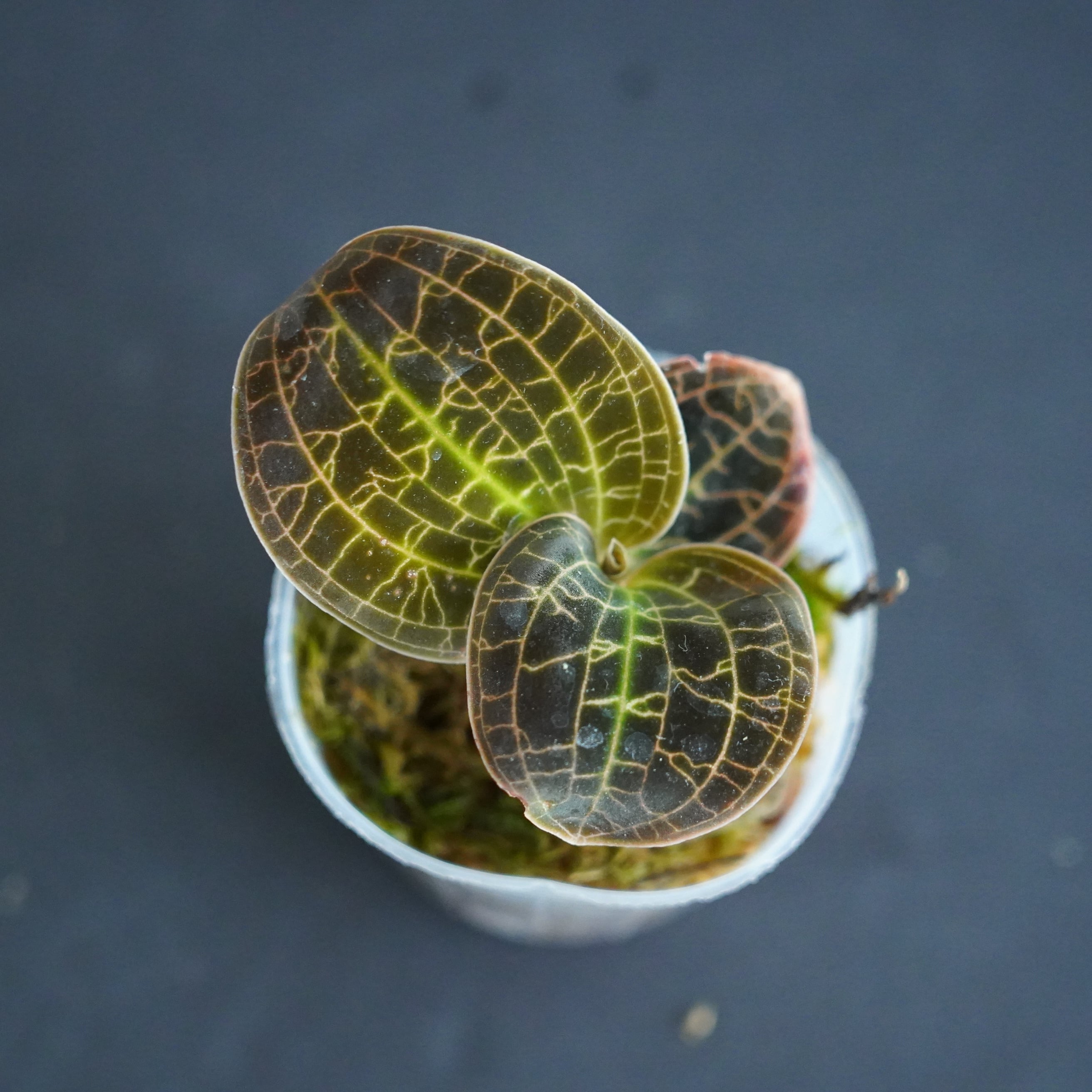 ◇現品◇Dossinochilus 'Dreamcatcher'【ジュエルオーキッド宝石蘭