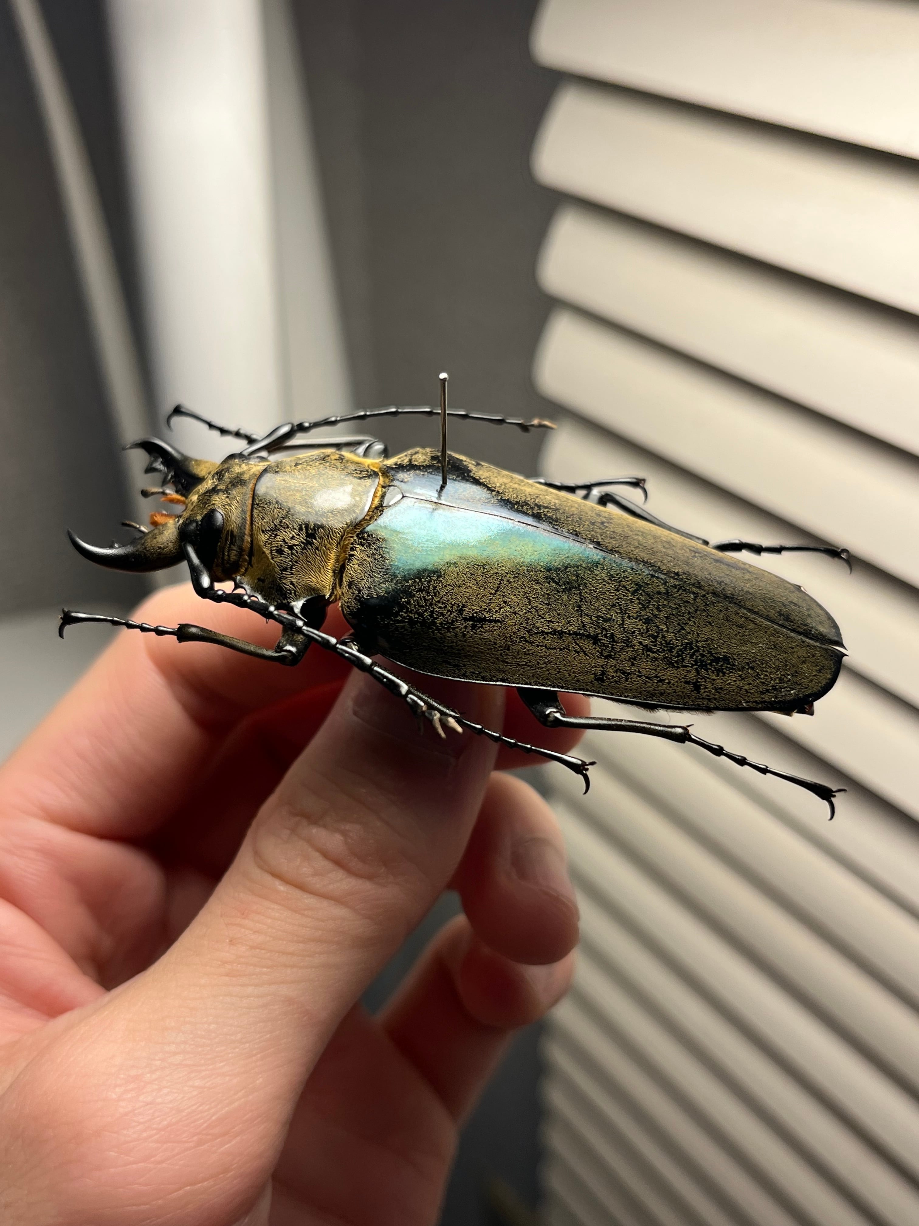 76mm】タテヅノクワガタモドキ カミキリムシ ウスバカミキリ 昆虫標本