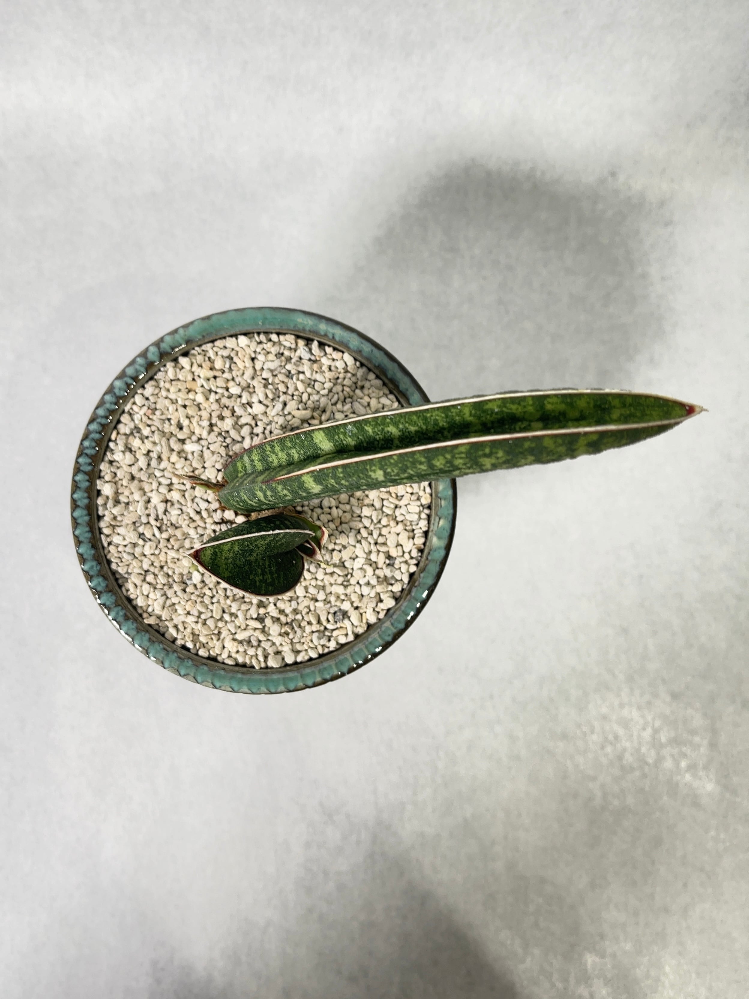 サンセベリア・タンザニアアルシャ | trigger