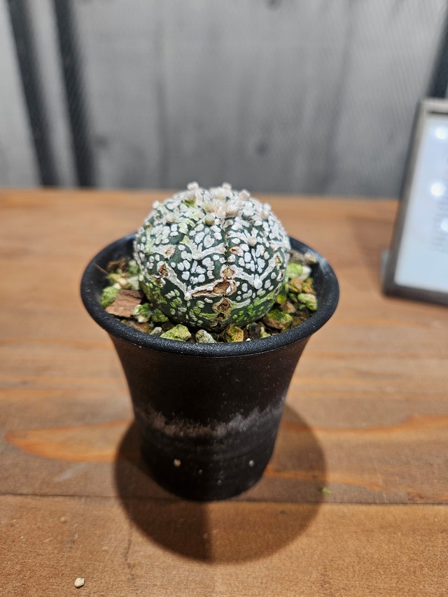 Astrophytum asterias Vtype 【artPLANTs/PLANTS GARAGE 】 アストロフィツム スーパー兜