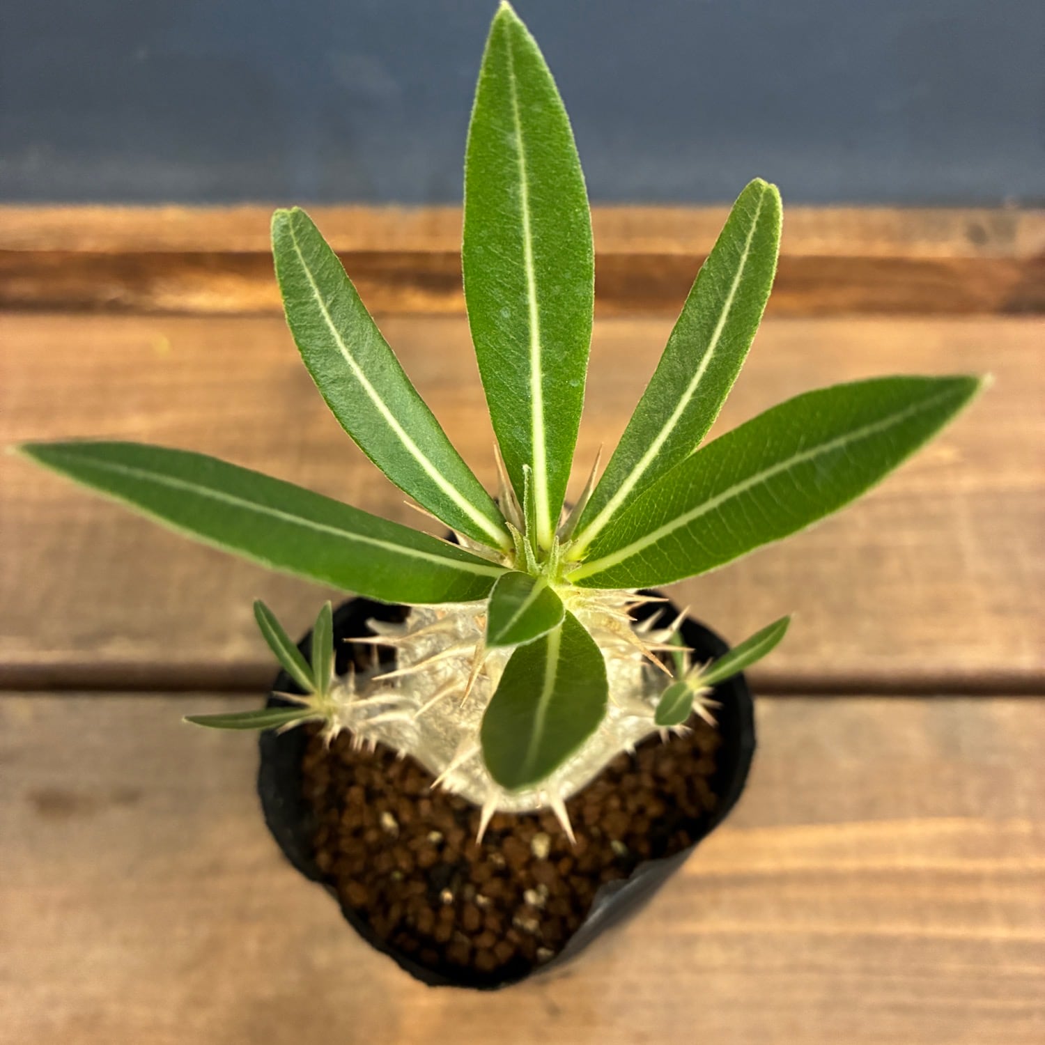 新着3日限定10%OFF】パキポディウム ホロンベンセ【1097】 | PROTOLEAF
