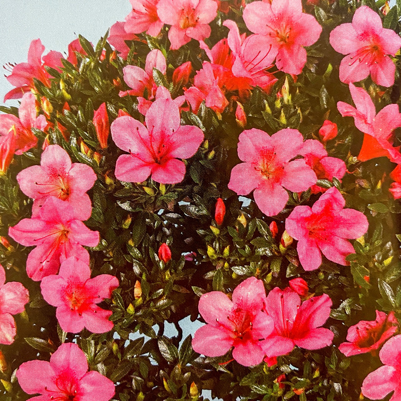 皐月盆栽／珍山 樹齢40年（KN-28）さつき | Bonsai 千鳥屋／盆栽 