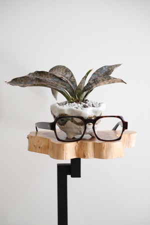 【S】サンスベリア キルキーコバトーン/Sanseveria Powellii　※陶器鉢付き