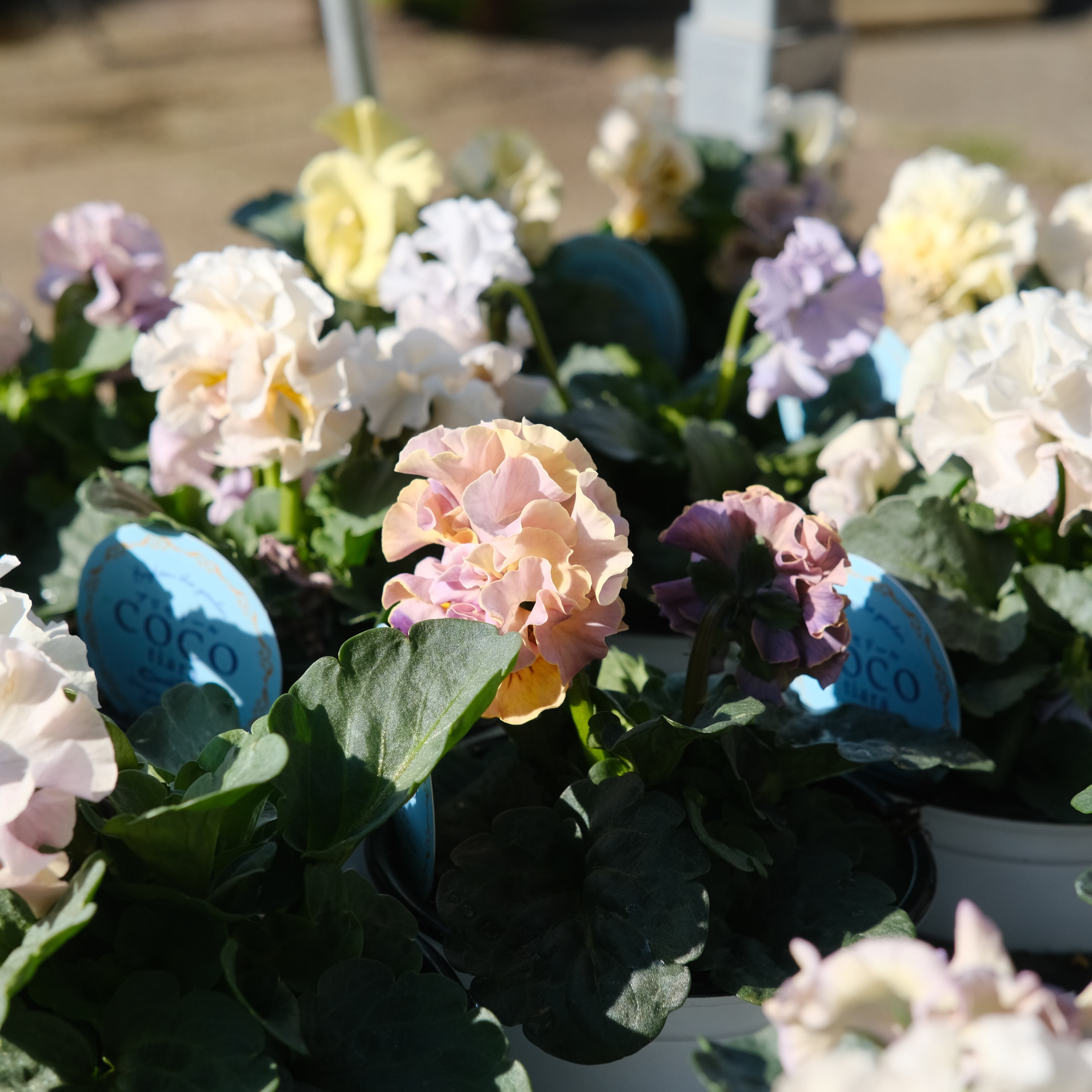 パンジー《 プリセドールCOCO ティアラ 》3苗セット | グリーン