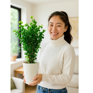 植物　プレゼント　フィカス　ベンジャミナ　バロック　5号鉢　interior　green　ficus　benjamina　baroque