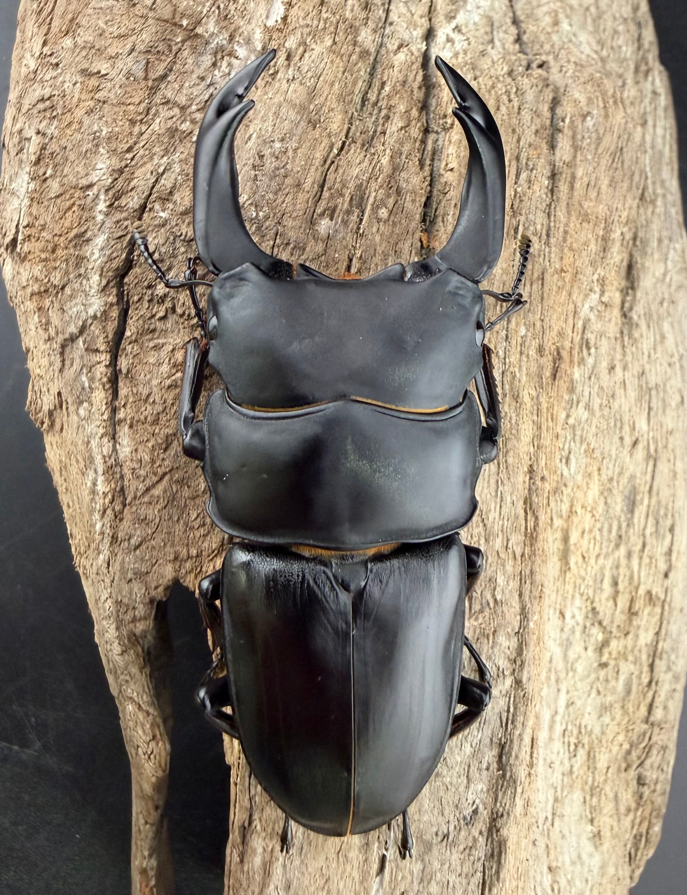 オオクワガタ 能勢YG血統 77mm ペア》 | KPW公式オンラインショップ