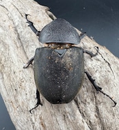 【WD】良型《ミンダナオアトラスオオカブト キダパワン産 96mm ペア》