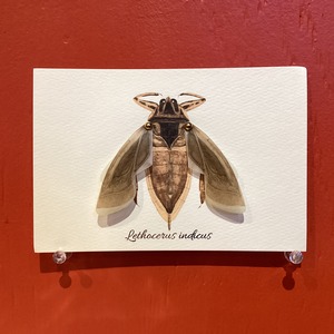 【みなみあすか】虫の翅立体カード　タイワンタガメ