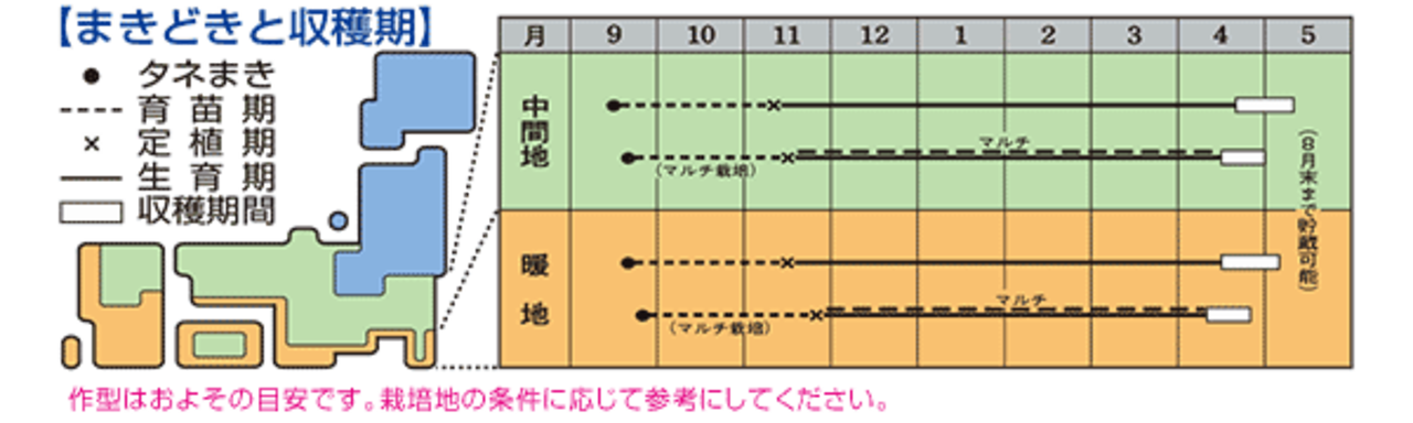 タマネギ「マッハ」（２DL）・画像4