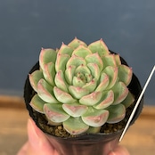 farmPALKさん苗 エケベリア chihuahuaensis, Yecora × リスタルゴ【184】