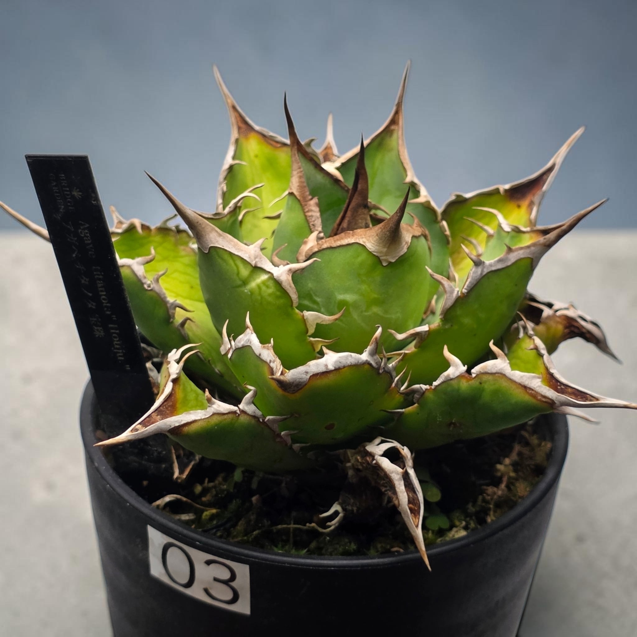 アガベ チタノタ 宝珠 (Agave titanota 'Baozhu') | BRIDGE GARDEN