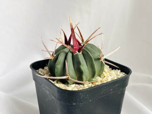 Echinofossulocactus coptonogonus　エキノフォスロカクタス　竜剣丸　サボテン