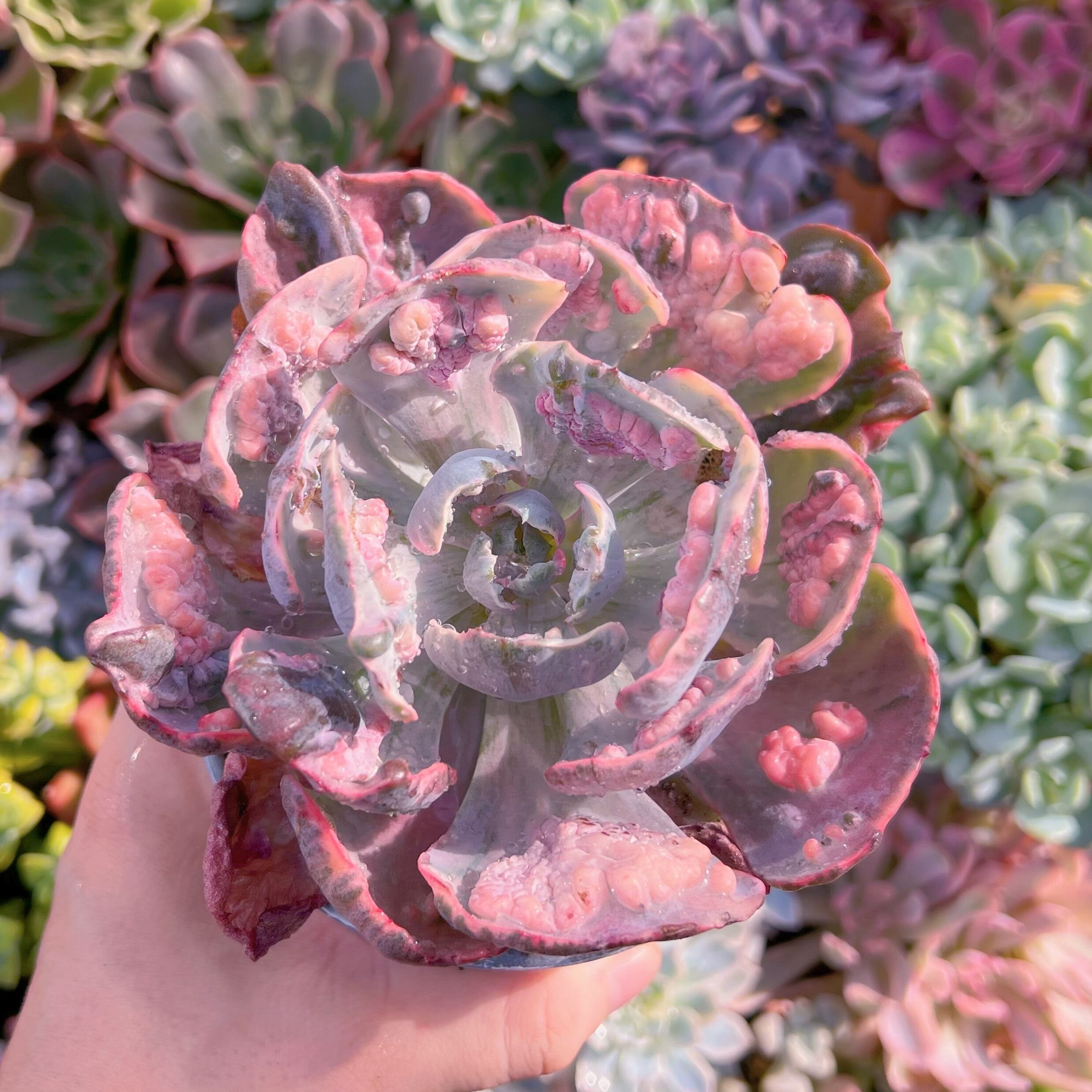 現物　ビヨンセ錦#662　特大　新入荷