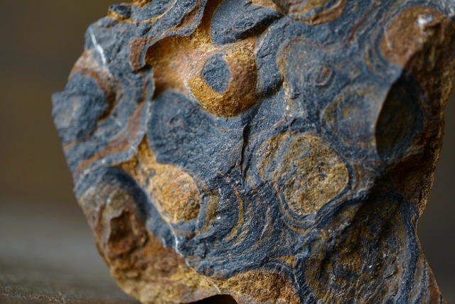 ボリビア ウユニ塩湖産ストロマトライト Stromatolite 1240