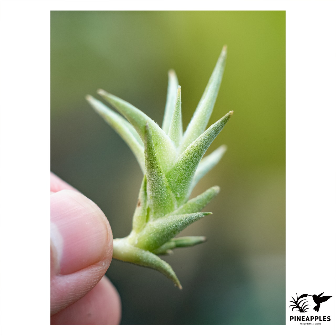 Tillandsia edithiae var. araucariifolia - 2
