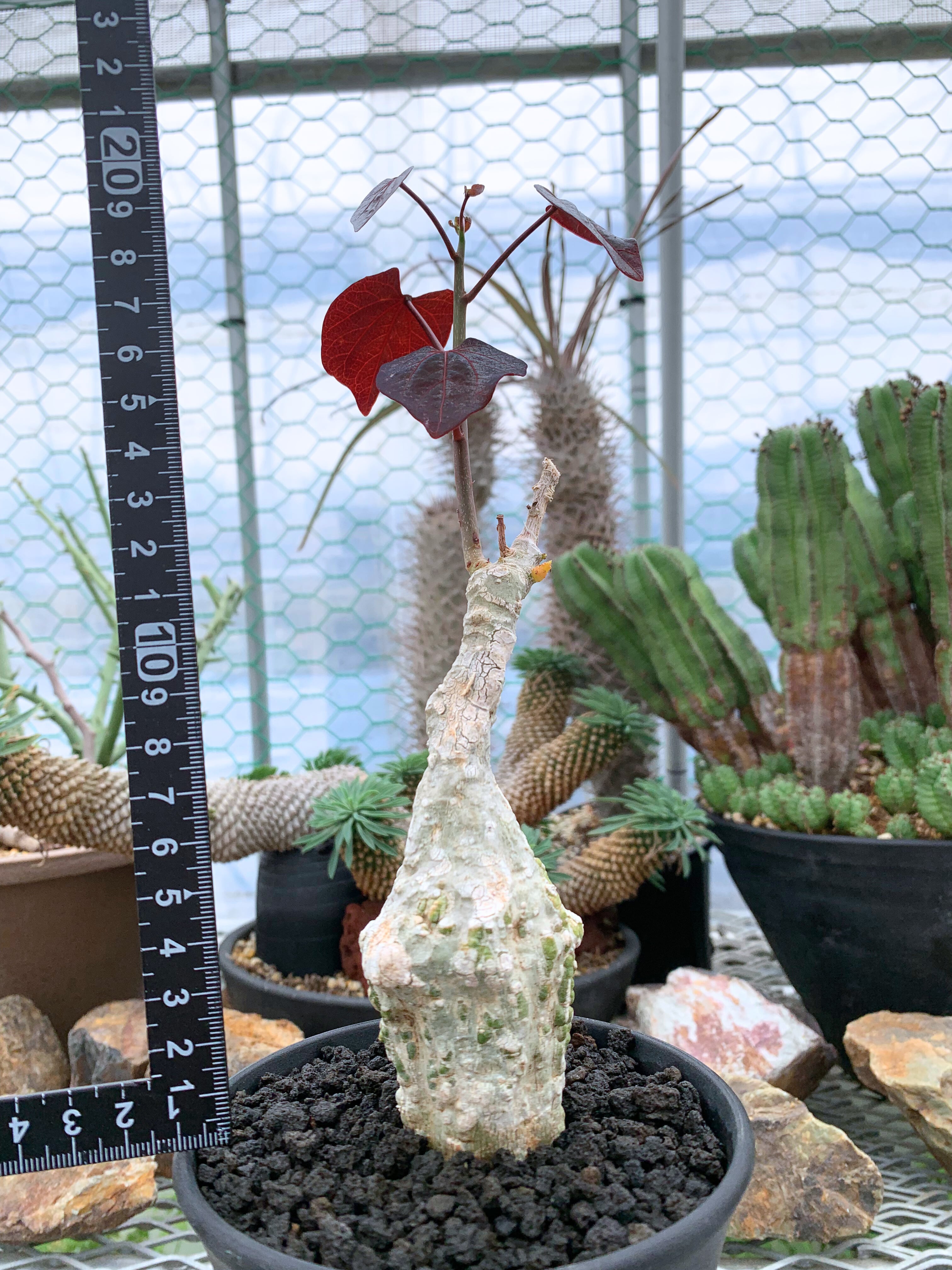 アデニア ステイローサ D06【送料着払い】 | CACTUS330