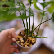 【実生】モンステラ オブリクア ペルー / Monstera Obliqua Peru⑩ / 観葉植物