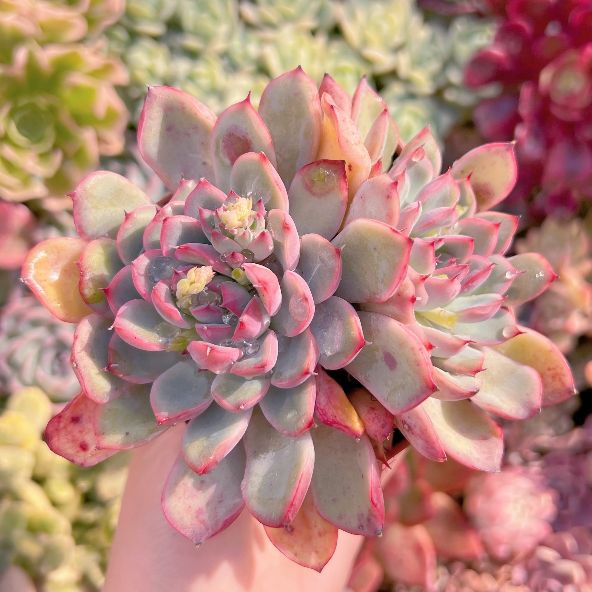 現品　ウォーターリリー#B16　るる農園