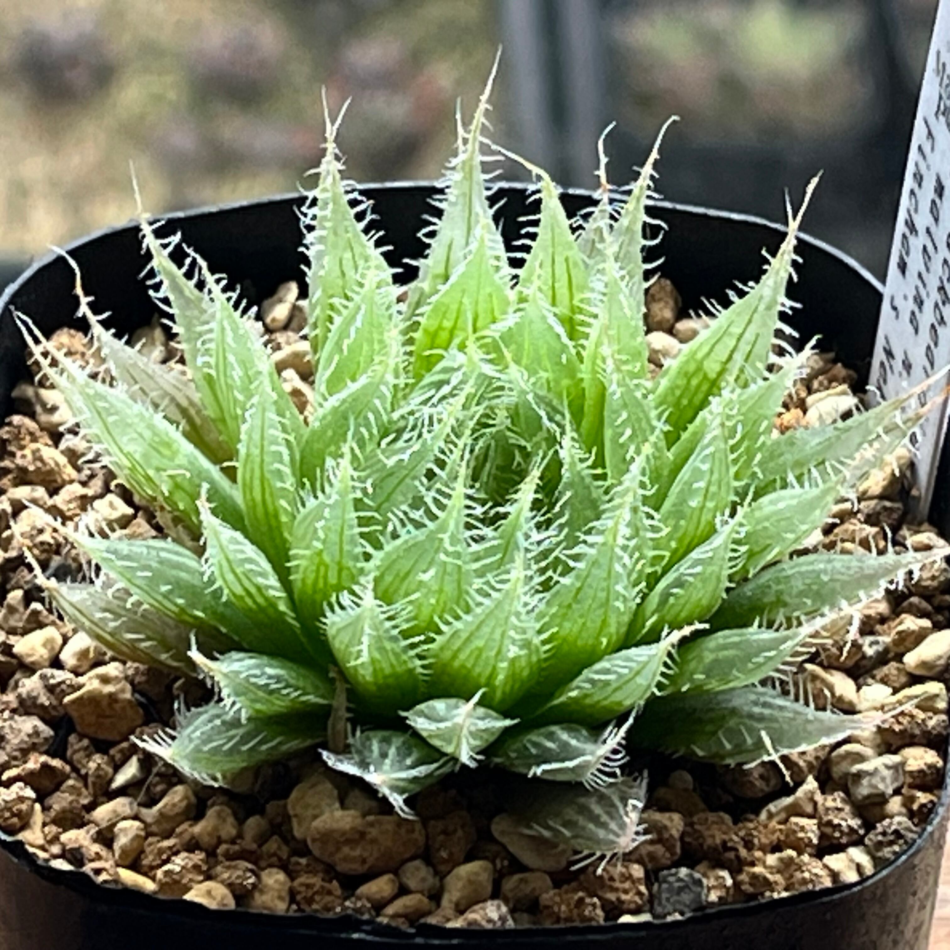 ハオルチア 多肉植物 水晶コンプト101 大株 コンプト水晶101×102 公式