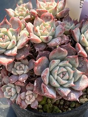 【現物商品】halbingeri San Joaquin ①