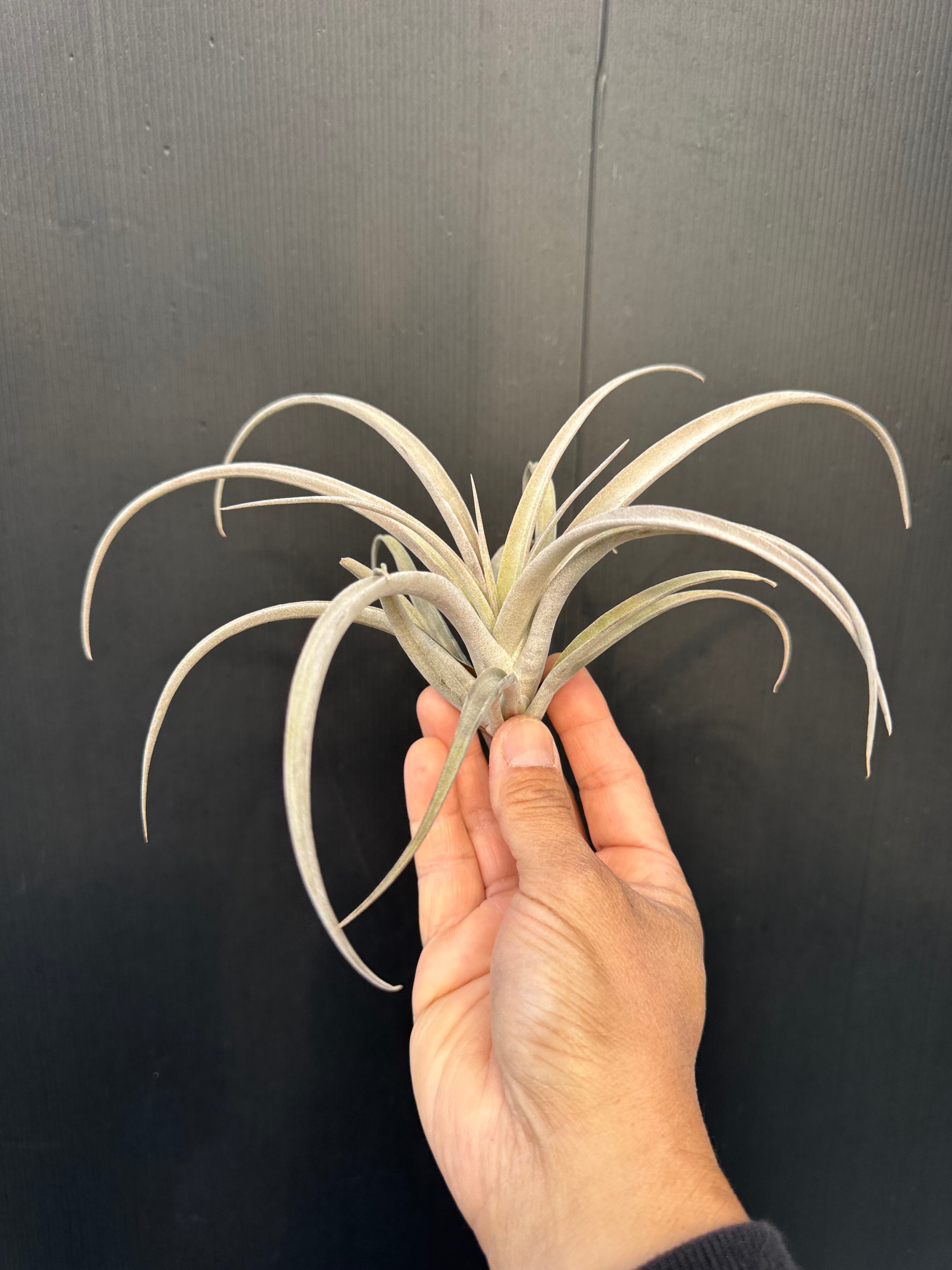イオナンタ バンハイニンギー 斑入り③ ionantha v. vanhyningii