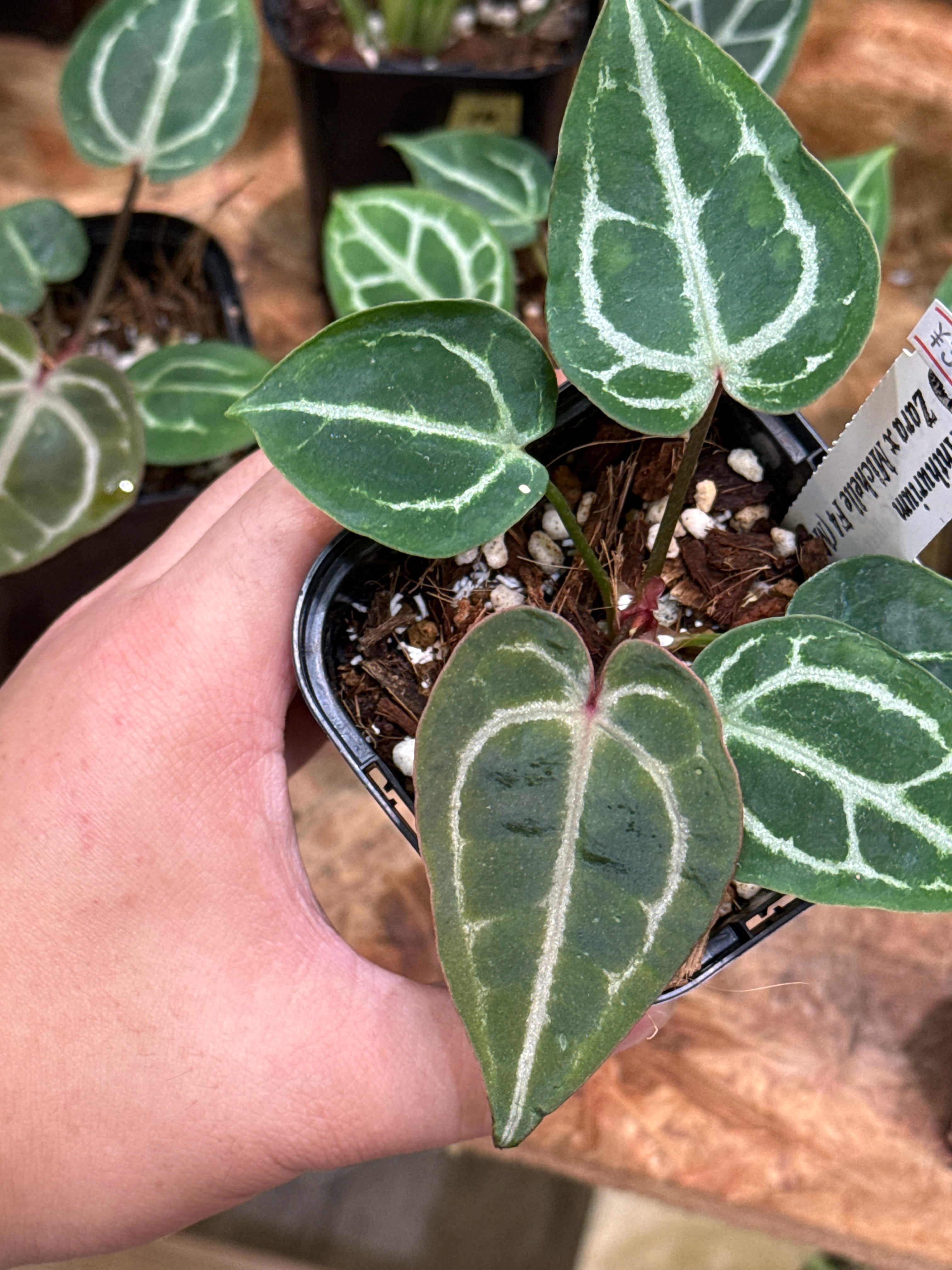 anthurium Zarx Michelle F4 | Gardenえん 【観葉熱帯植物】