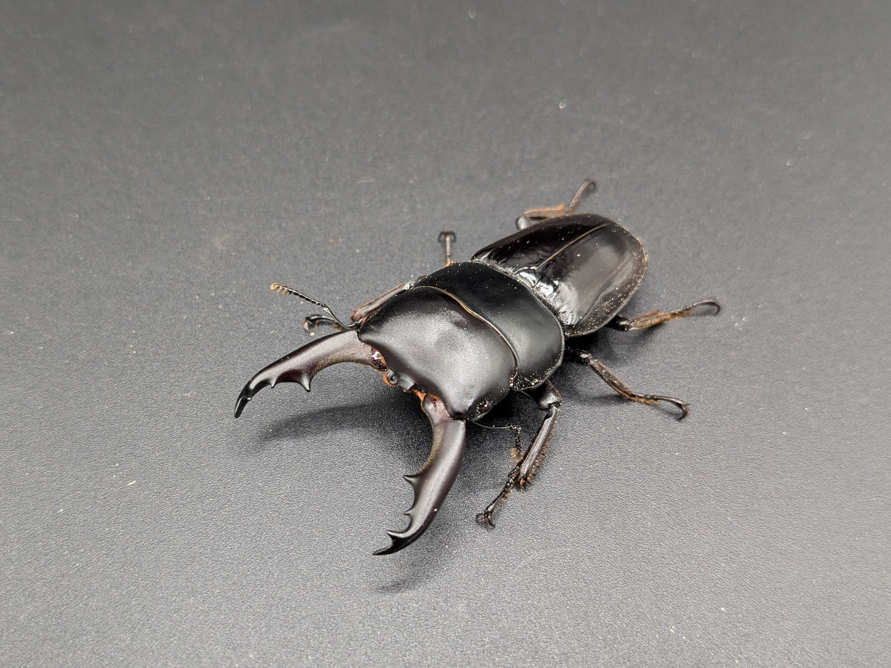 ダエダリオンヒラタ ♂56mm♀30mm