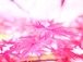 森　Ｎｏ．５２