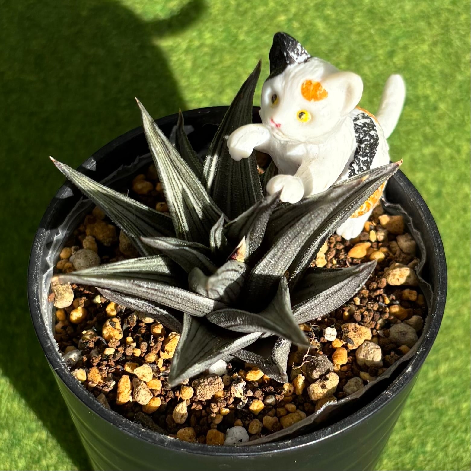 斑入り | 多肉植物 豆彦商店