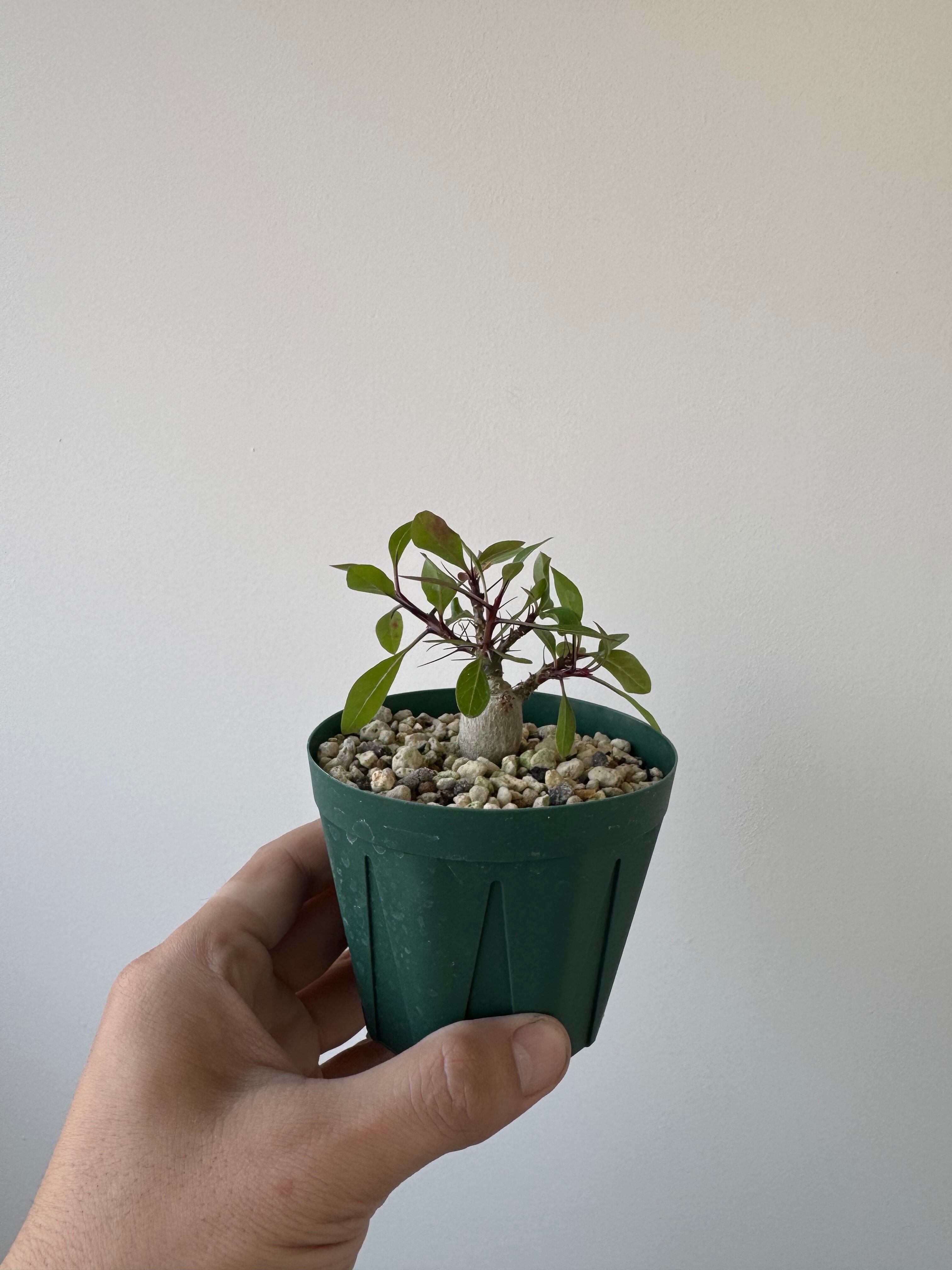 【新着】Fouquieria fasciculata 【激レア塊根・ぷっくり選抜実生株】フォークイエリア ファシクラータ