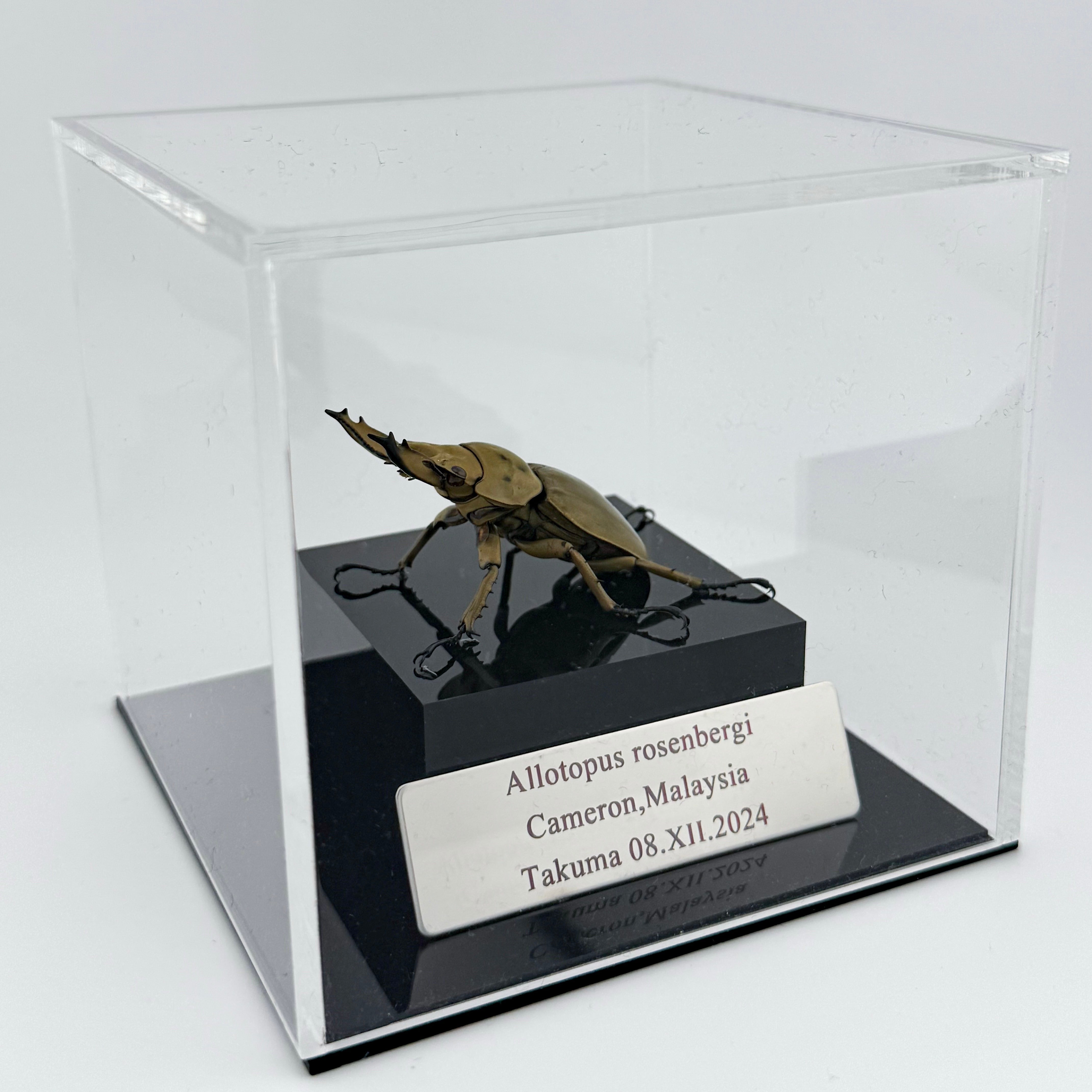 オウゴンオニクワガタ 立体標本 | cielbeetles