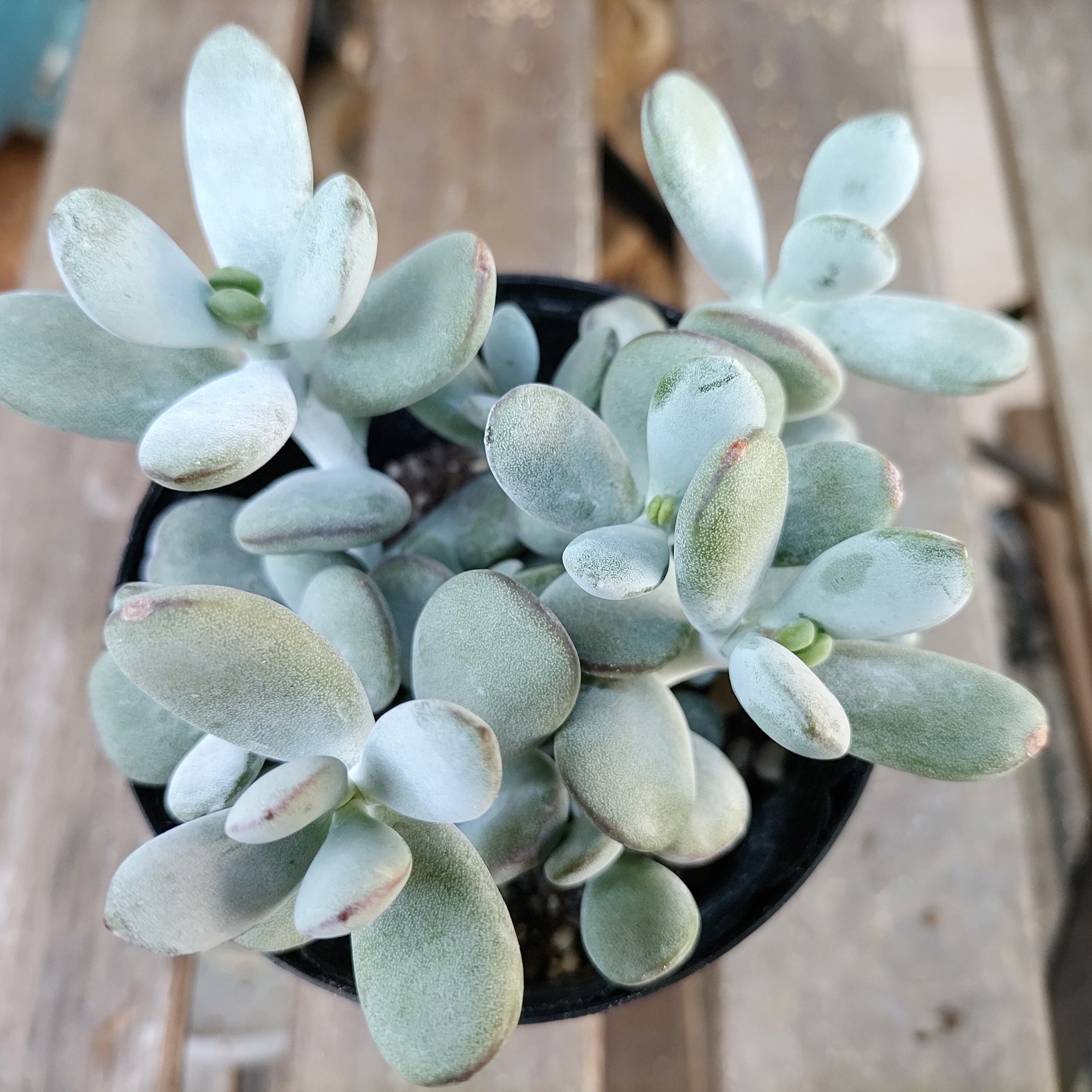 多肉植物 リトープス 蛇酔玉 レア種♪美苗✨(抜き苗)】